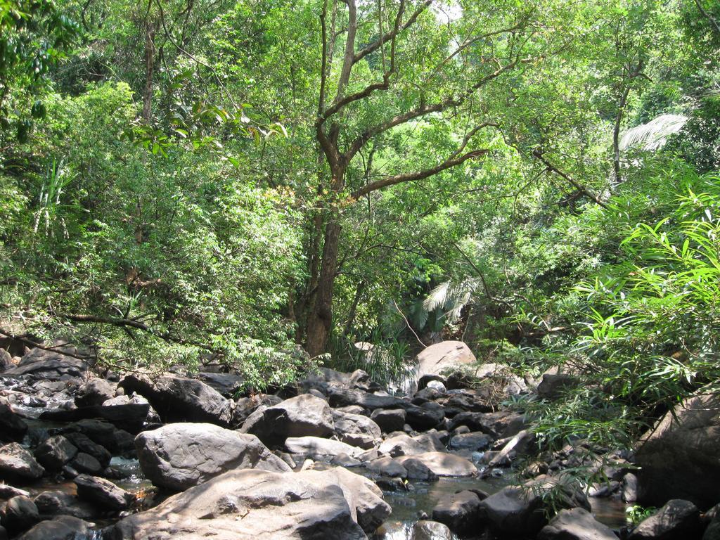 Dudhsagar Plantation Villa Cormonem Dış mekan fotoğraf